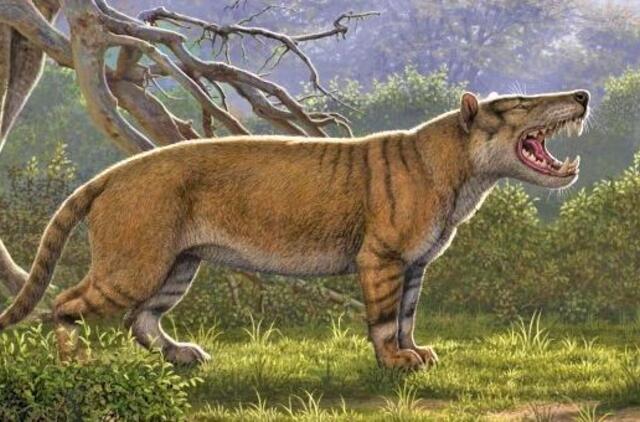 Kenijoje rasta didžiulio iškastinio "liūto" liekanų