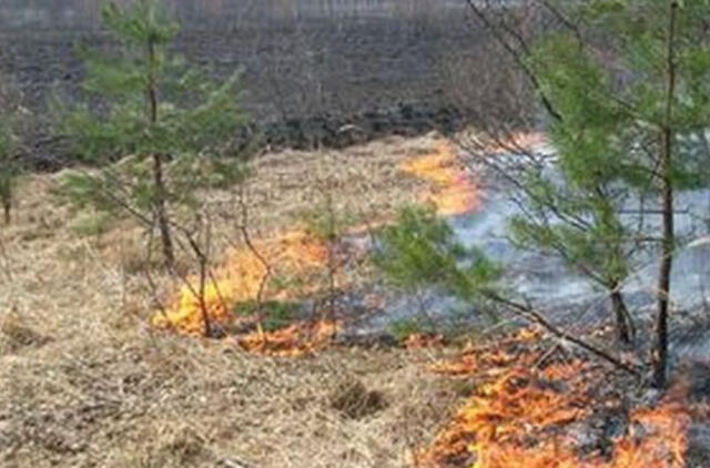 Padidėjo miško gaisrų rizika