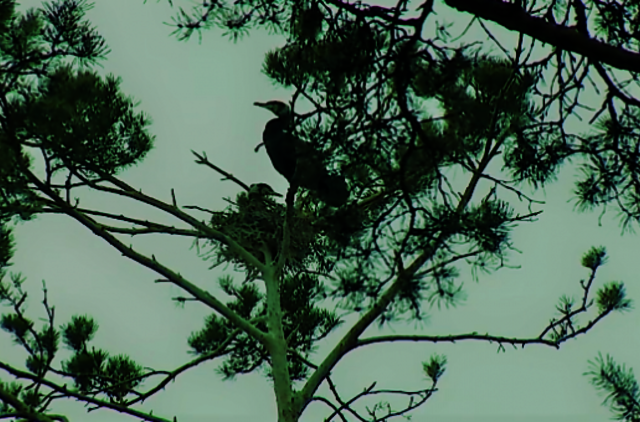Pajūryje baidomas itin nepageidaujamas paukštis