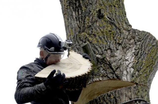Saulius Kairys: "Nori išsaugoti ir apginti medžius, bet nenori jų prižiūrėti"
