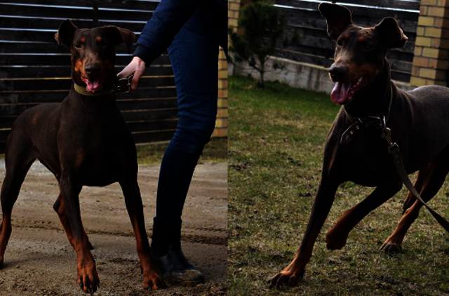 Šiandien namų ieško: Čilė