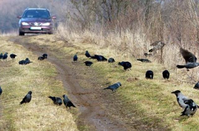 Šilutiškiai kovoja su nykstančiais paukščiais