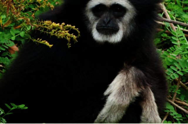 Eksperimentai su beždžionėmis suteikė užuominų apie kalbos kilmę