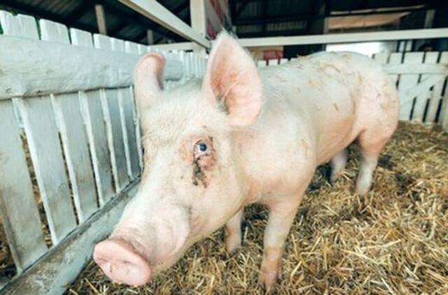 Maras aukų nesirenka: naminių kiaulių gaištamumas - 100 proc.