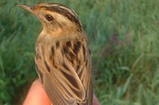 Gamtininkai kvies susipažinti su meldinų nendrinukių perkėlimu į Žuvintą