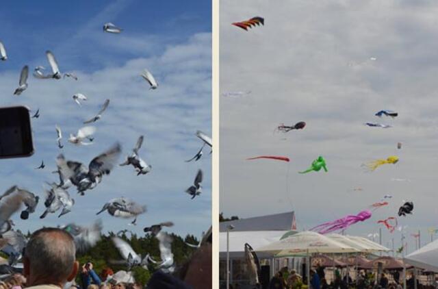 Į dangų kilo aitvarai ir tūkstančiai karvelių