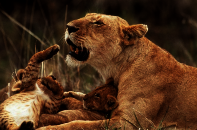 PAR iš draustinio pabėgo 14 liūtų būrys