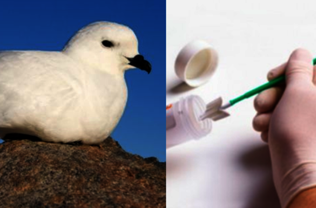 95 proc. Danijoje nugaišusių audrapaukščių skrandžiuose randama plastiko, rodo tyrimas