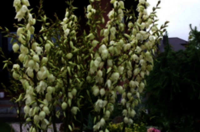 Augalas, kuris vadinamas laimės medžiu