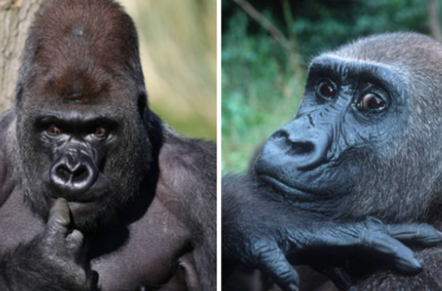 Būdama 63 metų nugaišo seniausia nelaisvėje gyvenusi gorila