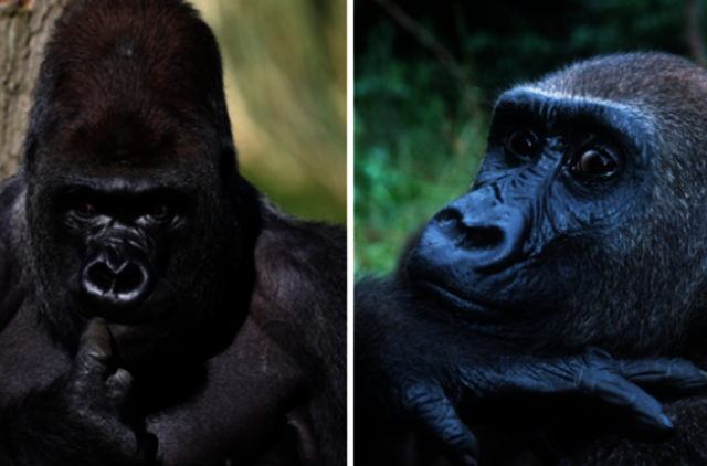 Būdama 63 metų nugaišo seniausia nelaisvėje gyvenusi gorila