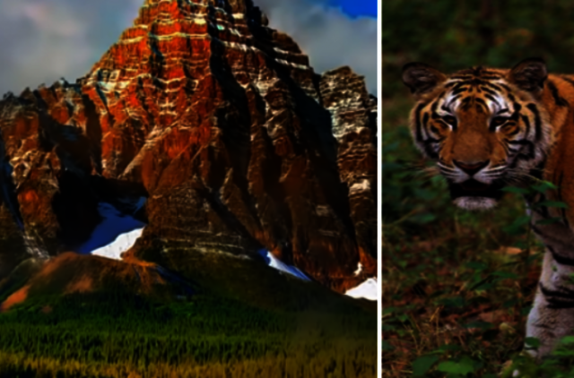 Indijoje kaimiečiai užmušė žmones užpuolusią tigrę