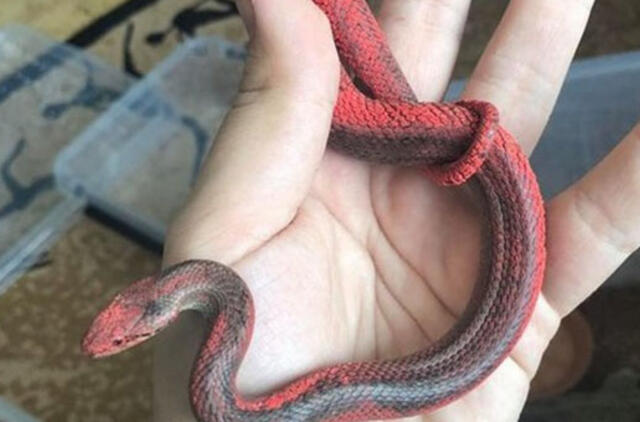 Niekšai žalčius nupurškė raudonais dažais