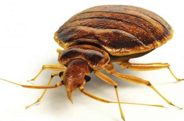 Perspėjimai keliautojams: vasarą itin aktyvios patalinės blakės