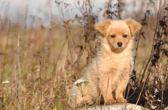 Už gyvūnų mirtį teks atidirbti visuomenei