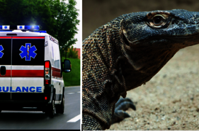 Australijoje savo šunį nuo varano gelbėjusi senyva pora atsidūrė ligoninėje