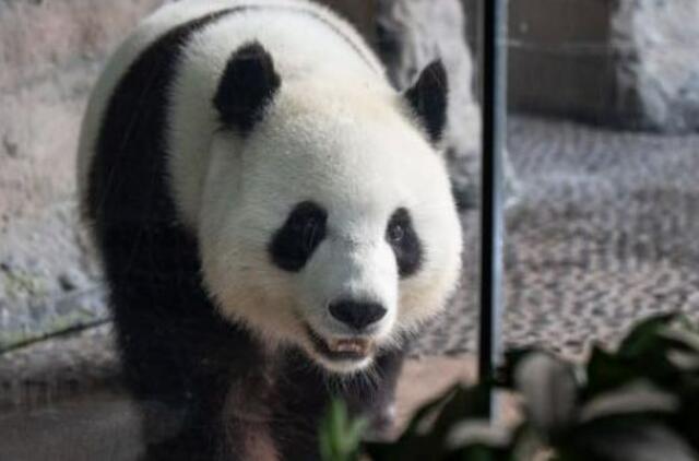 Berlyno zoologijos sode laukiasi panda Meng Meng