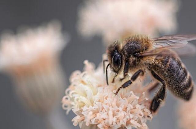 Bitė, širšė ir vapsva: nuo naudos iki pavojaus gyvybei