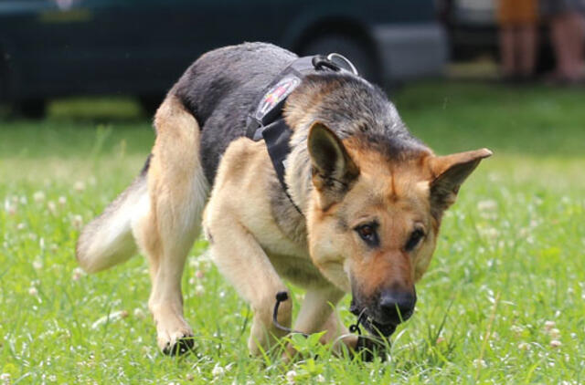 Festivalyje - kvaišalų puota