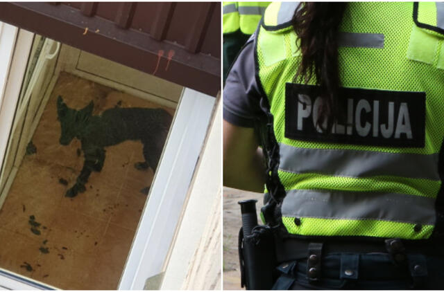 Išvadavusi skriaudžiamą šunį, geradarė sulaukė bauginimų