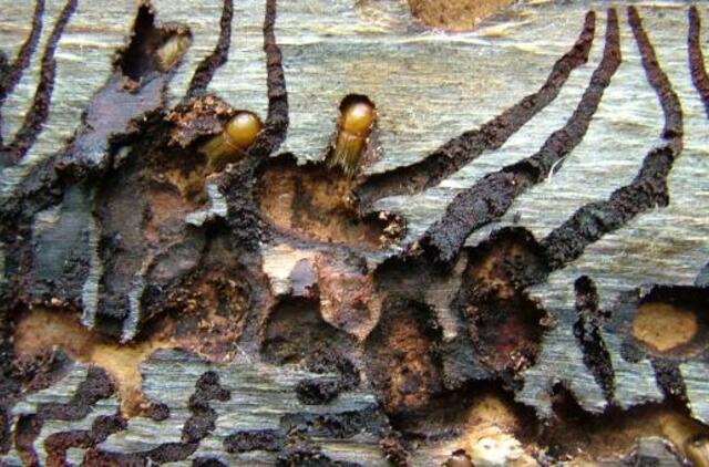 Juodkrantės sengirėje pradedami vykdyti sanitariniai miško kirtimai