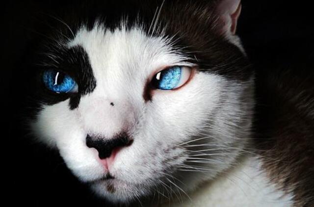 Kinijos kompanija „Sinogene Biotechnology“ netrukus pradės masinį klonuotų kačių pardavimą