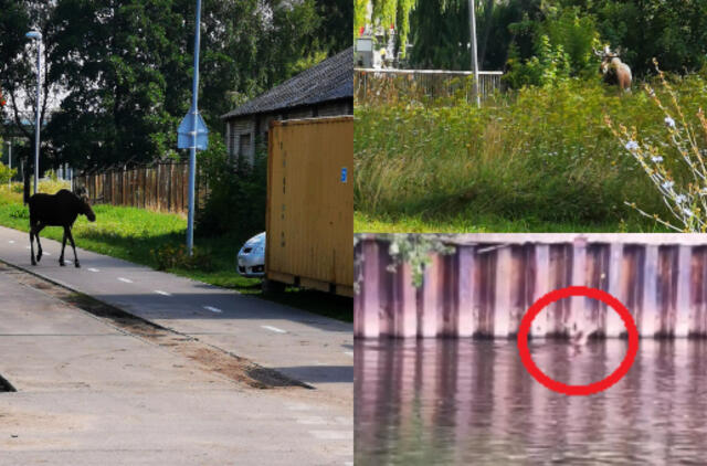 Klaipėdoje klajojantis briedis sukėlė tarnybas ant kojų