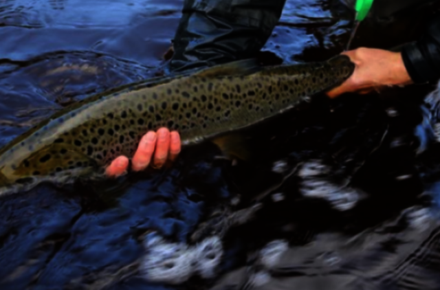 Prasideda lašišų ir šlakių žvejybos sezonas, sugautas žuvis reikės paleisti