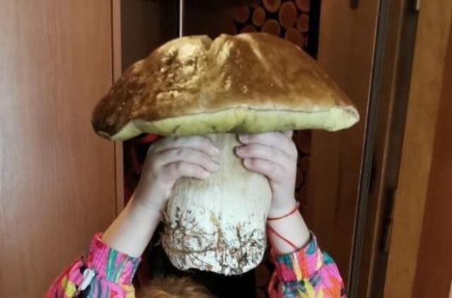 Kretingos rajone rado 1,7 kg sveriantį baravyką