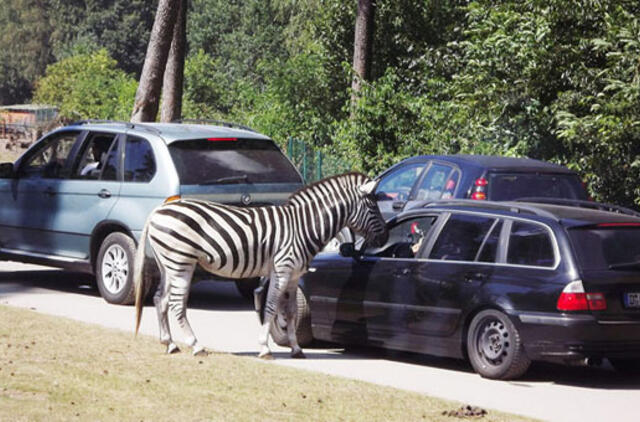 Gabalėlis Afrikos Saksonijoje