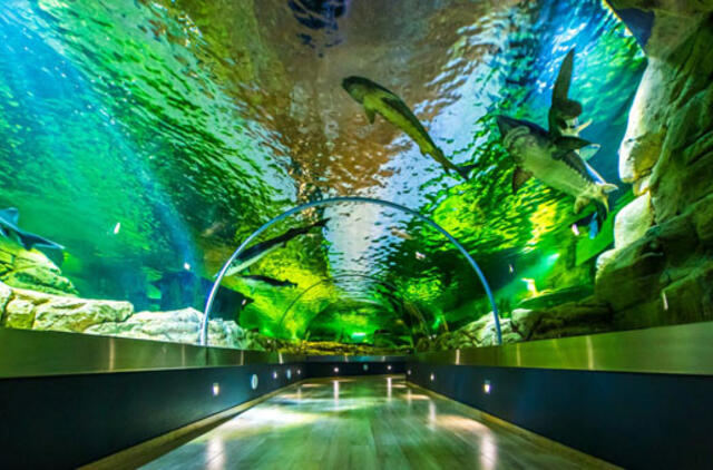 Ką sekmadienį veikti Klaipėdoje ir aplink?