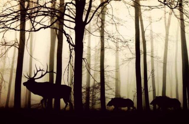 Keliuose – laukiniai žvėrys