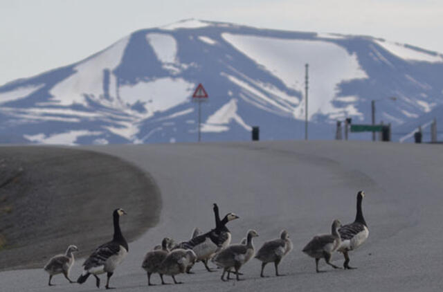 KU mokslininkai sugrįžo iš ekspedicijos Arktyje