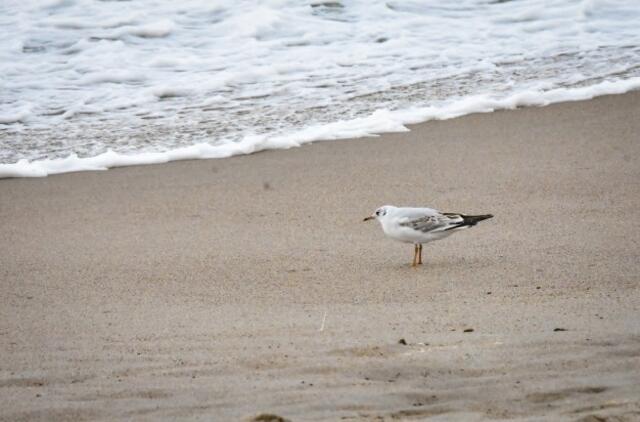 Audringa Baltijos jūra