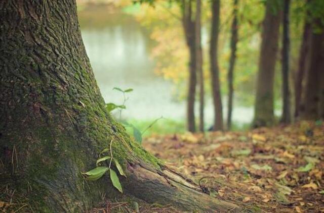 Plungės rajono miške - naminės degtinės fabrikėlis