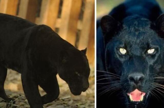 Prancūzijoje prieš savaitę sugauta pantera pavogta iš zoologijos sodo