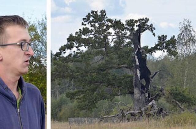 Susirūpino legendiniu Plokščių ąžuolu
