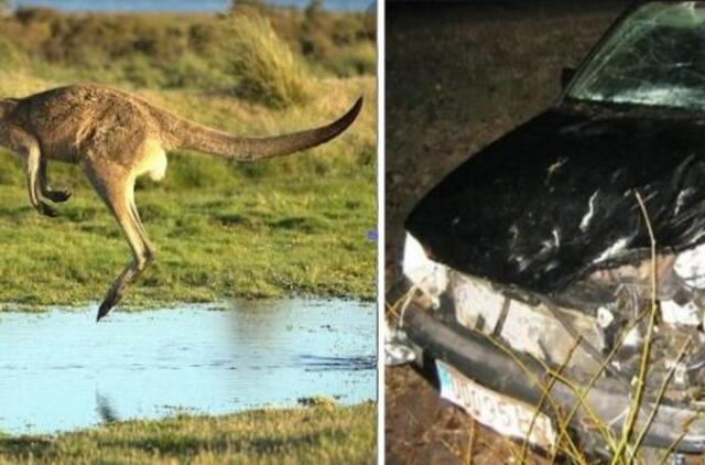 Australijoje paauglys tyčia suvažinėjo 20 kengūrų