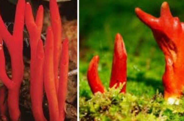 Australijoje pirmą kartą rastas vienas nuodingiausių pasaulio grybų iš Japonijos