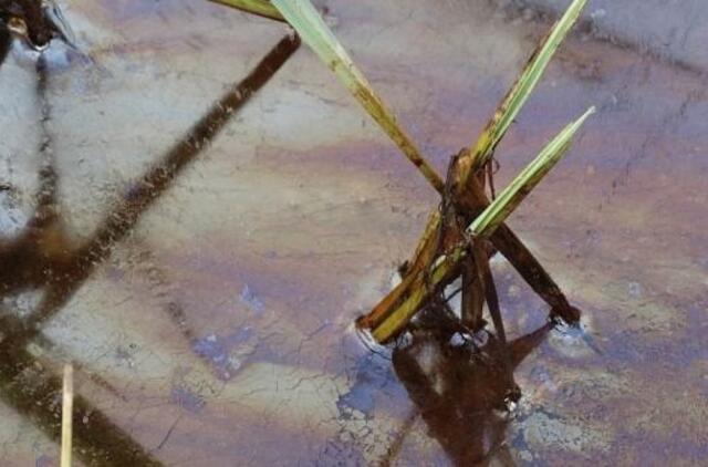 Eketės upelyje – naftos produktų dėmės