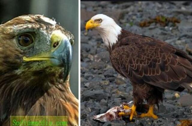 Į tolimus kraštus išskridę ereliai paliko rusų mokslininkus be pinigų