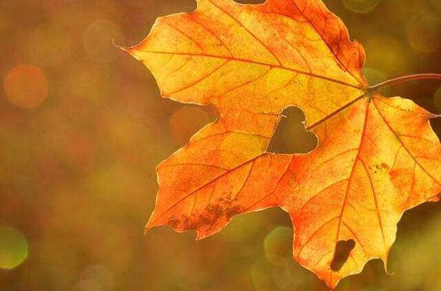 Informacija dėl žaliųjų atliekų tvarkymo Klaipėdoje