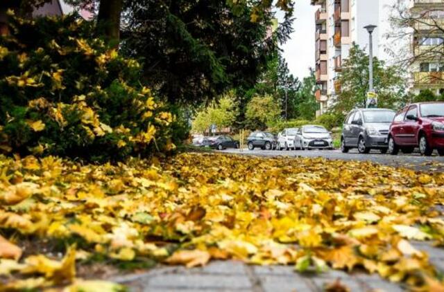 Kur dingsta iš kiemų ir gatvių surinkti lapai