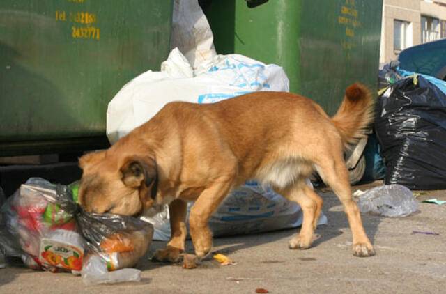 Palaido šuns šeimininkas spyrė moteriai į krūtinę