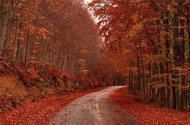 Pavojingos rudeninio vairavimo kombinacijos – nenuvertinkite prikritusių lapų