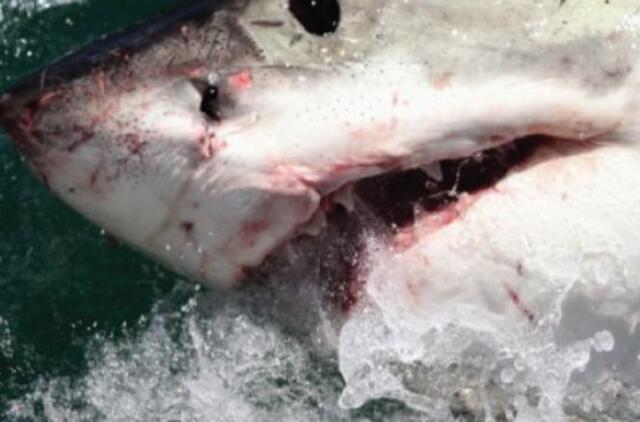 Prie Australijos krantų įvykę nauji ryklių užpuolimai kelia pavojų turizmui