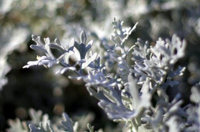 Šis gydymas Lietuvoje dar nebuvo skelbiamas! Pelyno terapija. Pelynas - universalus vaistas!