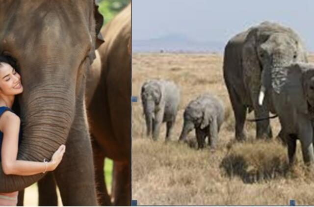 Tailando nacionaliniame parke nuskendo šeši drambliai, kiti du išgelbėti