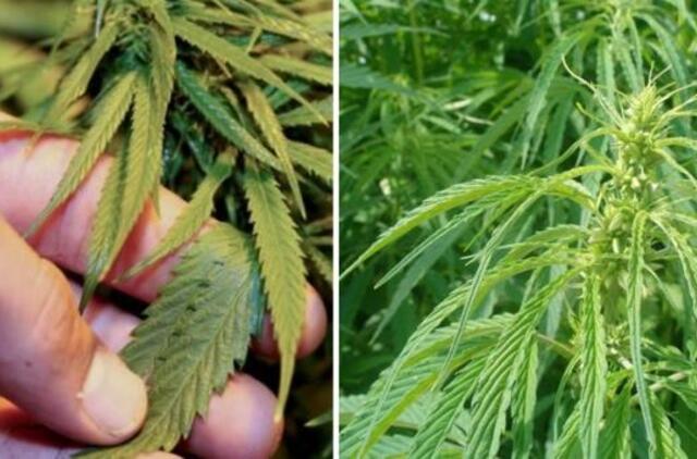 Prancūzijos Polinezijoje dėl kanapių auginimo sulaikytas „Cirque du Soleil“ įkūrėjas