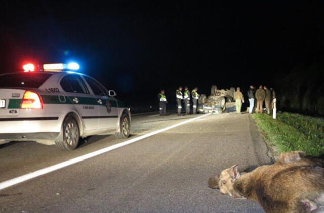 Susidūrimas su laukiniu gyvūnu kainuoja brangiai